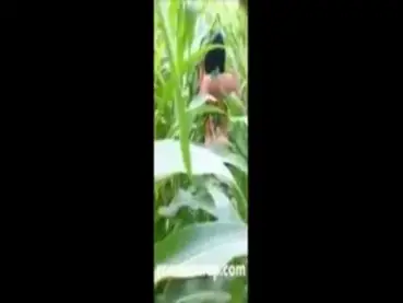 Gadis Cantik Pasrah Goyang Kasur Kebun Sepi